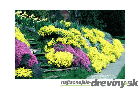 Materina dúška citrónová (liečivá), v črepníku Thymus citriodorus Mystic Lemon