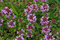 Materina dúška vajcovitá Splendens, v črepníku Thymus pulegioides Splendens