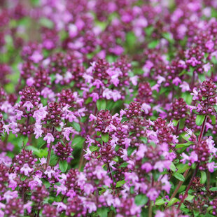 Materina dúška včasná Pink Chintz, v črepníku Thymus praecox Pink Chintz