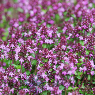 Materina dúška včasná Pink Chintz, v črepníku Thymus praecox Pink Chintz