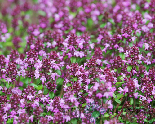 Materina dúška včasná Pink Chintz, v črepníku Thymus praecox Pink Chintz