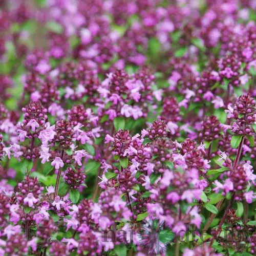 Materina dúška včasná Pink Chintz, v črepníku Thymus praecox Pink Chintz
