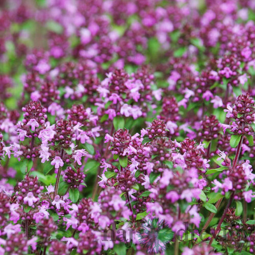 Materina dúška včasná Pink Chintz, v črepníku Thymus praecox Pink Chintz