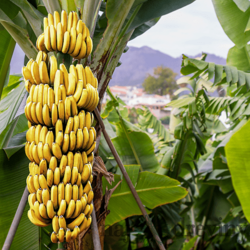 MEGA AKCIA Banánovník japonský, výška 40/60 cm, v črepníku Musa Basjoo