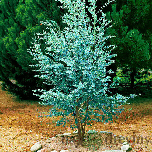 MEGA AKCIA ! Eukalyptus Silver Dolar, výška 25/50 cm, v črepníku 5l Eucalyptus cinerea ‘Silver Dolar‘