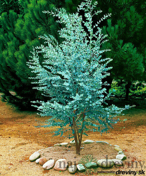 MEGA AKCIA ! Eukalyptus Silver Dolar, výška 25/50 cm, v črepníku 5l Eucalyptus cinerea ‘Silver Dolar‘