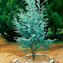 MEGA AKCIA ! Eukalyptus Silver Dolar, výška 25/50 cm, v črepníku Eucalyptus cinerea ‘Silver Dolar‘