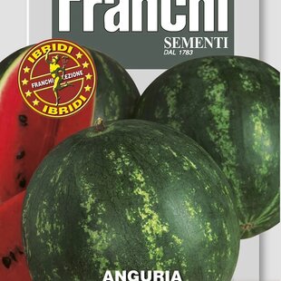 Melón vodný - MINI BLUE F1