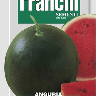 Melón vodný - SUGAR BABY