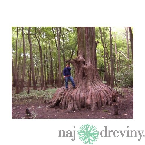 Metasekvoja čínska (praveký mamutí strom) 110/140 cm, v črepníku Metasequoia glyptostroboides