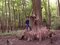 Metasekvoja čínska (praveký mamutí strom) 110/140 cm, v črepníku Metasequoia glyptostroboides