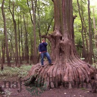 Metasekvoja čínska (praveký mamutí strom) 110/140 cm, v črepníku Metasequoia glyptostroboides