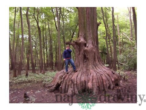 Metasekvoja čínska (praveký mamutí strom) 130/150 cm, v črepníku Metasequoia glyptostroboides
