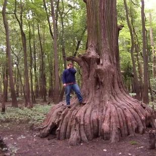 Metasekvoja čínska (praveký mamutí strom) 130/150 cm, v črepníku Metasequoia glyptostroboides