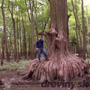 Metasekvoja čínska (praveký mamutí strom) 130/150 cm, v črepníku Metasequoia glyptostroboides