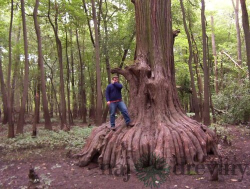 Metasekvoja čínska (praveký mamutí strom)  80/100  cm, v črepníku Metasequoia glyptostroboides
