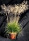 Metlica trsnatá Bronzeschleier /bronzový závoj/, v črepníku, 15/25 cm Deschampsia cespitosa Bronzeschleier