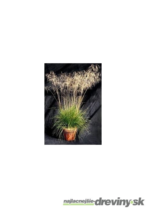 Metlica trsnatá Bronzeschleier /bronzový závoj/, v črepníku, 15/25 cm Deschampsia cespitosa Bronzeschleier