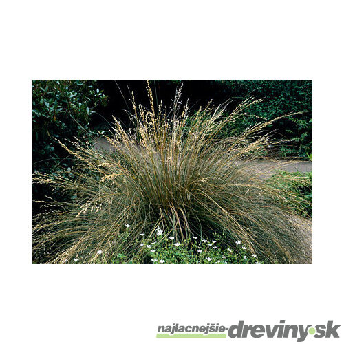 Metlica trsnatá Bronzeschleier /bronzový závoj/, v črepníku, 15/25 cm Deschampsia cespitosa Bronzeschleier