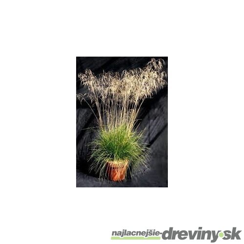 Metlica trsnatá Bronzeschleier /bronzový závoj/, v črepníku, 15/25 cm Deschampsia cespitosa Bronzeschleier