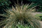 Metlica trsnatá Bronzeschleier /bronzový závoj/, v črepníku, 15/25 cm Deschampsia cespitosa Bronzeschleier