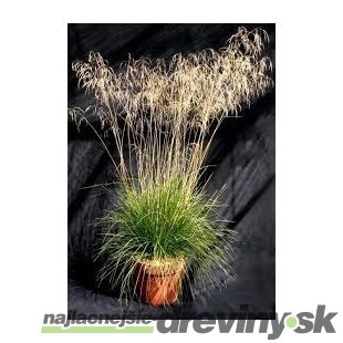 Metlica trsnatá Bronzeschleier /bronzový závoj/, v črepníku, 15/25 cm Deschampsia cespitosa Bronzeschleier