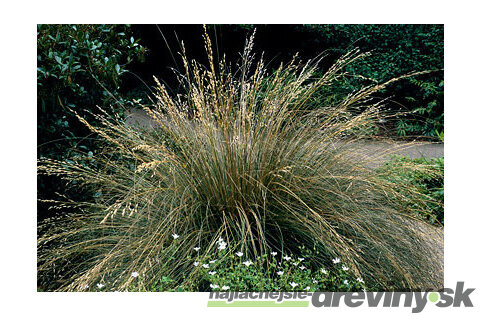 Metlica trsnatá Bronzeschleier /bronzový závoj/, v črepníku, 15/25 cm Deschampsia cespitosa Bronzeschleier