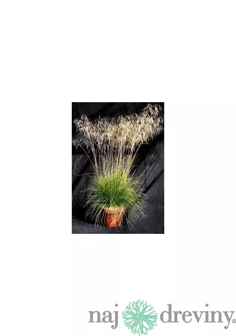 Metlica trsnatá Bronzeschleier /bronzový závoj/, v črepníku, 15/25 cm Deschampsia cespitosa Bronzeschleier