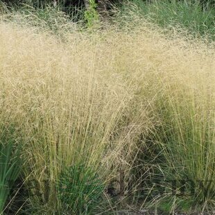 Metlica trsnatá Goldsschleier, 25/+cm, v črepníku Deschampsia cespitosa Goldsschleier