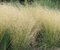 Metlica trsnatá Goldsschleier, 25/+cm, v črepníku Deschampsia cespitosa Goldsschleier