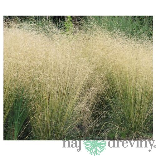 Metlica trsnatá Goldsschleier, 25/+cm, v črepníku Deschampsia cespitosa Goldsschleier
