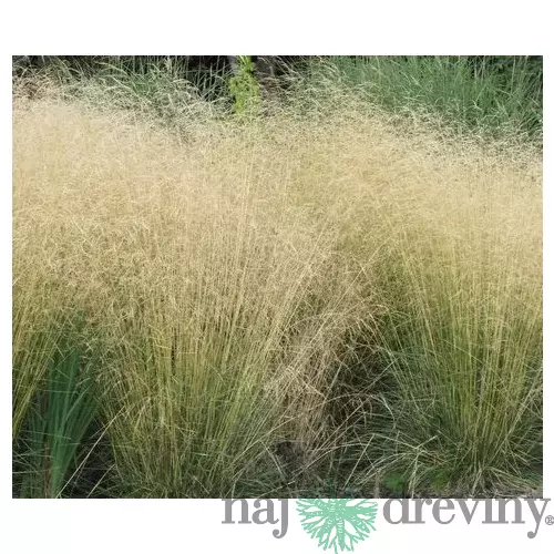 Metlica trsnatá Goldsschleier, 25/+cm, v črepníku Deschampsia cespitosa Goldsschleier