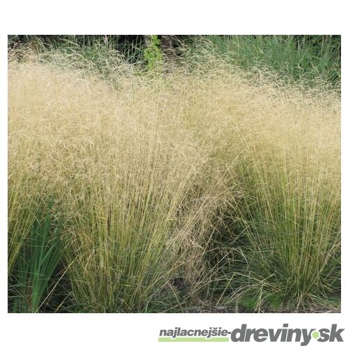 Metlica trsnatá Goldsschleier, 25/+cm, v črepníku Deschampsia cespitosa Goldsschleier