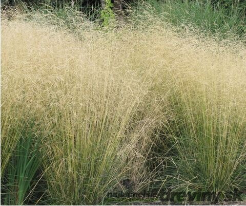 Metlica trsnatá Goldsschleier, 25/+cm, v črepníku Deschampsia cespitosa Goldsschleier