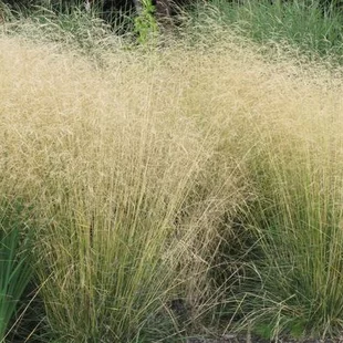 Metlica trsnatá Goldsschleier, 25/+cm, v črepníku Deschampsia cespitosa Goldsschleier