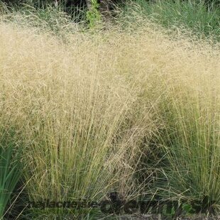 Metlica trsnatá Goldsschleier, 25/+cm, v črepníku Deschampsia cespitosa Goldsschleier