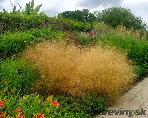 Metlica trsnatá Goldtau, výška 10/15 cm, v črepníku P9 Deschampsia cespitosa Goldtau