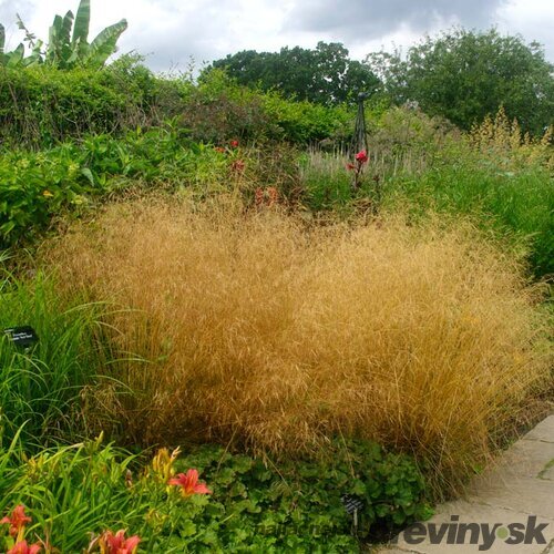 Metlica trsnatá Goldtau, výška 10/15 cm, v črepníku P9 Deschampsia cespitosa Goldtau