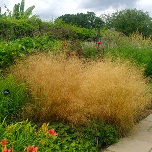 Metlica trsnatá Goldtau, výška 10/15 cm, v črepníku P9 Deschampsia cespitosa Goldtau