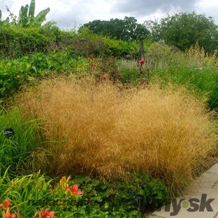 Metlica trsnatá Goldtau, výška 10/15 cm, v črepníku P9 Deschampsia cespitosa Goldtau