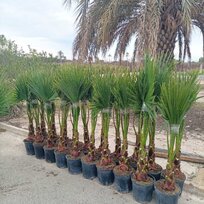 Mexická palma kráľov (Washingtonia Robusta), výška 140/160 cm, v kvetináči 15l Washingtonia Robusta