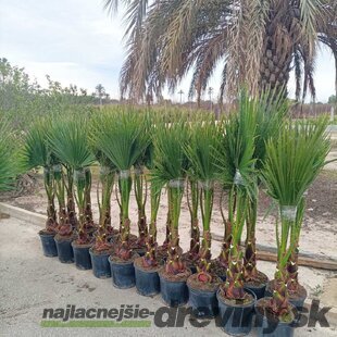 Mexická palma kráľov (Washingtonia Robusta), výška 140/160 cm, v kvetináči 15l Washingtonia Robusta