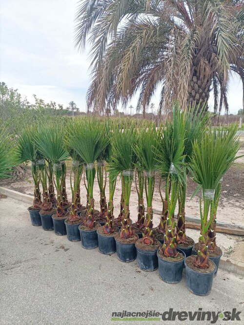 Mexická palma kráľov (Washingtonia Robusta), výška 140/160 cm, v kvetináči 15l Washingtonia Robusta
