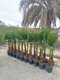 Mexická palma kráľov (Washingtonia Robusta), výška 140/160 cm, v kvetináči 15l Washingtonia Robusta