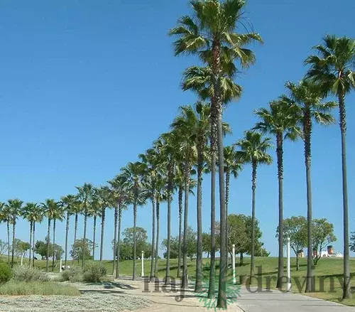 Mexická palma kráľov (Washingtonia Robusta), výška 50/70 cm, v kvetináči Washingtonia Robusta