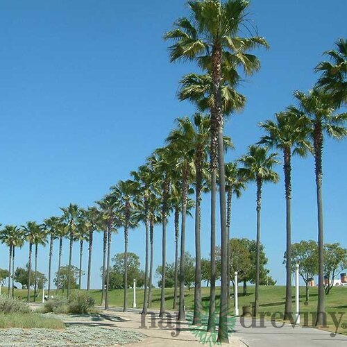 Mexická palma kráľov (Washingtonia Robusta), výška 50/70 cm, v kvetináči Washingtonia Robusta