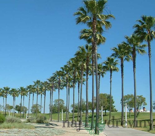 Mexická palma kráľov (Washingtonia Robusta), výška 50/70 cm, v kvetináči Washingtonia Robusta