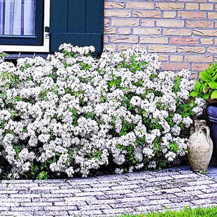 Mexický pomarančovník, výška 25/40 cm, v črepníku Choisya ternata