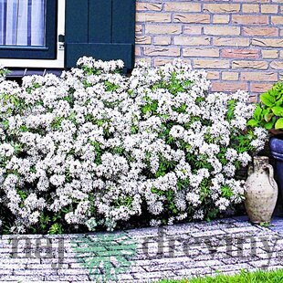 Mexický pomarančovník, výška 25/40 cm, v črepníku Choisya ternata