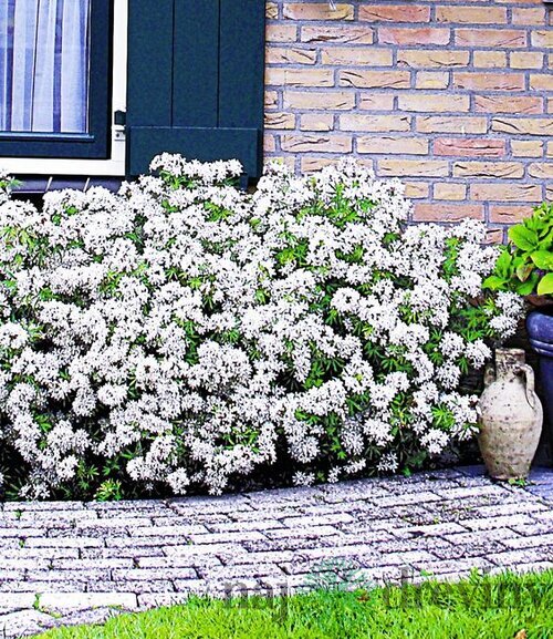 Mexický pomarančovník, výška 25/40 cm, v črepníku Choisya ternata